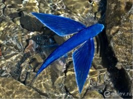 Один рыбак увидел как это чудо вылетает из воды и понеслось.