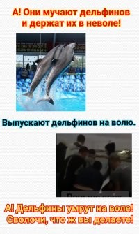 "Сегодня я выпустил полмиллиона долларов": в Севастопольском дельфинарии решили выбросить дрессированных дельфинов в море