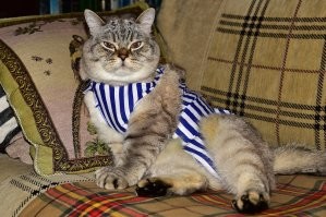 Мой тоже ниток синтетики нажрался , пришлось резать , а на день ВМФ сын свой тельник пожертововал ...