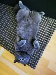 А у меня британец. Что только про них я не слышал - и тупые, и агрессивные, и больные...
Мне достался случайно и прям как в кино. Знакомые разводят британцев. В помёте был один кот и 4 кошки. Кошек раскупили, а кота никто забирать не хотел. Пришёл знакомым, по полу катится комок серый. Реально комок. Забрался ко мне на колени по штанине, лёг и замурчал. Я от умиления чуть не заплакал. Спросил, за сколько они мне его отдадут. Сказали в подарок забирай, всё равно никто его не покупает. Отдал символические деньги и уже 6 лет он со мной. Очень умный, очень добрый, очень чистоплотный. Только вот летом устанешь его чесать - он прошёл, а шерсть за ним как хвост кометы летит. Пришлось робот-пылесос купить)))