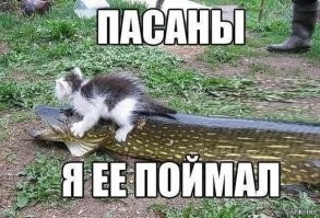 Йожика картинки. Выпуск 232