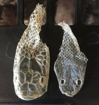 Жена и теща?