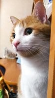 Оказывается у меня "дворянин", тото я думаю....