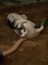 Жена уломала взять кота из приюта. Говорит он там сидит, никому не нужен, в боксе за стеклом. Ну дал добро, скрипя зубами. Она спросила - ей не отдали. Пришлось мне позвонить, мне отдали сразу (я старше жены на 10 лет и общаюсь с людьми несколько поувереннее=))
Принесли домой, он сразу под кухонный гарнитур заполз и не вылезал 3 дня, только попить выходил, зашуганный был очень. Потом освоился, сейчас это член семьи=)
У нас с тараканами была проблема, соседи старики в основном и от них бегут, а они их тупо не замечают, потому что возраст. Мы что только не пробовали, их меньше ощутимо не становилось. Думаю все, пи*дец, теперь из-за кота все таблетки, ловушки придется убрать и жить будет совсем невозможно. Но кот, как освоился и понял, что это его территория - убил/прогнал вообще всю живность из дома=) 
Недавно смотрю, кот сидит и тупит в плинтус, долго сидит, минут 20, не двигается... Смотрю из за плинтуса показался таракан, он его хвать=) Миссия выполнена) В общем обычный кошак дворово-подвальной породы, а пользы от него больше, чем от некоторых людей=)) И мы его очень любим)