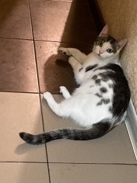 Жена уломала взять кота из приюта. Говорит он там сидит, никому не нужен, в боксе за стеклом. Ну дал добро, скрипя зубами. Она спросила - ей не отдали. Пришлось мне позвонить, мне отдали сразу (я старше жены на 10 лет и общаюсь с людьми несколько поувереннее=))
Принесли домой, он сразу под кухонный гарнитур заполз и не вылезал 3 дня, только попить выходил, зашуганный был очень. Потом освоился, сейчас это член семьи=)
У нас с тараканами была проблема, соседи старики в основном и от них бегут, а они их тупо не замечают, потому что возраст. Мы что только не пробовали, их меньше ощутимо не становилось. Думаю все, пи*дец, теперь из-за кота все таблетки, ловушки придется убрать и жить будет совсем невозможно. Но кот, как освоился и понял, что это его территория - убил/прогнал вообще всю живность из дома=) 
Недавно смотрю, кот сидит и тупит в плинтус, долго сидит, минут 20, не двигается... Смотрю из за плинтуса показался таракан, он его хвать=) Миссия выполнена) В общем обычный кошак дворово-подвальной породы, а пользы от него больше, чем от некоторых людей=)) И мы его очень любим)