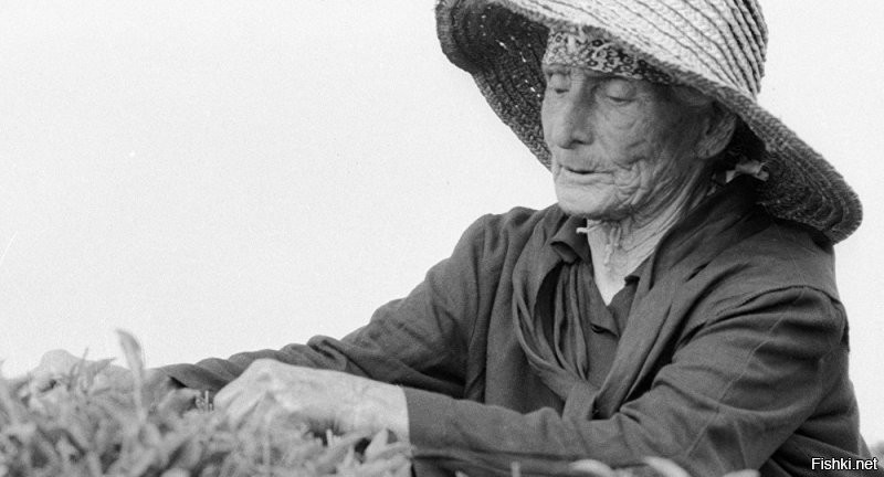 Хьфаф Ласурия  прожив 137 лет, осталась в памяти поколений человеком, феномен долгожительства которого так и не был раскрыт.
В 20 лет она осталась без мужа и сына Сылтея. Жизнь продолжалась, и уже в возрасте 50 лет она вышла замуж за Османа Ласурия, вдовца с трехлетним ребенком. Она воспитывала Таркука, сына Османа, в любви и заботе. Сам Таркук прожил 97 лет и был участником ансамбля долгожителей "Нартаа".