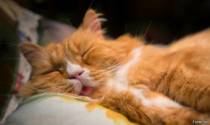 Солянка от 05.11.2022