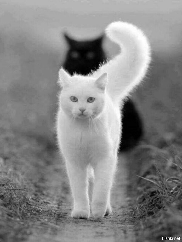 Солянка от 05.11.2022