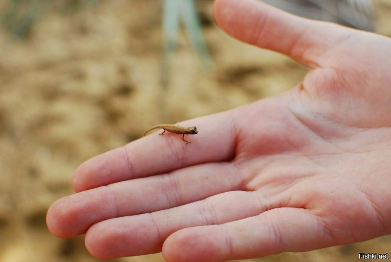 Хамелеон Brookesia Micra