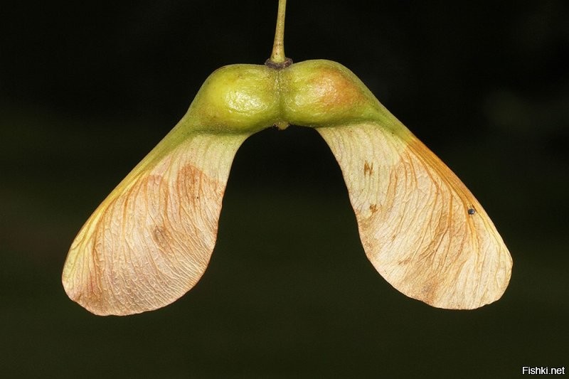 какой маньяк в пушистика семена клена повтыкал?