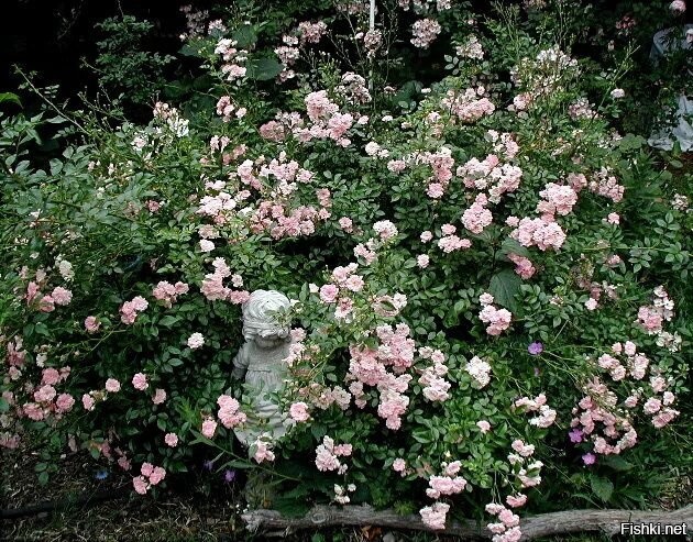 миниатюрные розы неотразимы