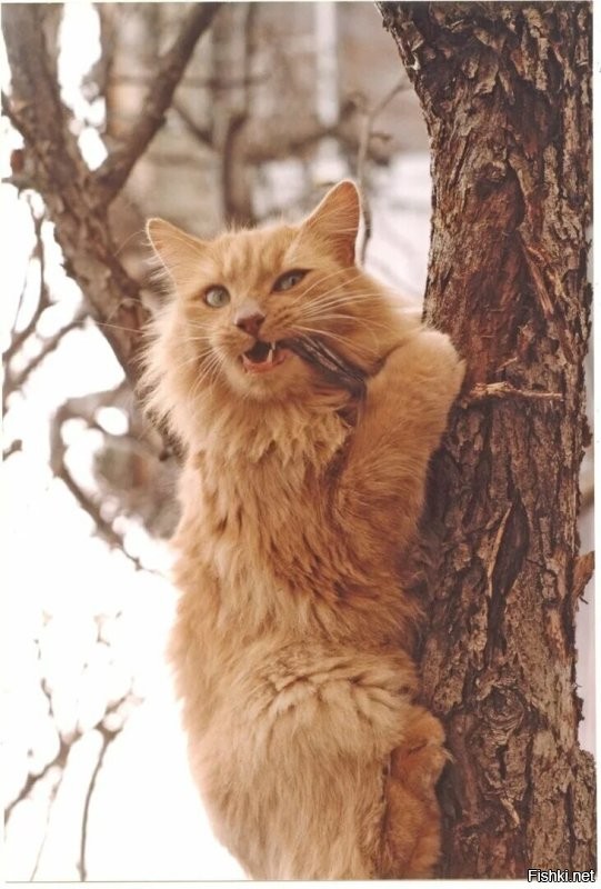 Солянка от 06.11.2022