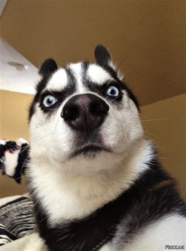 А собаки где?