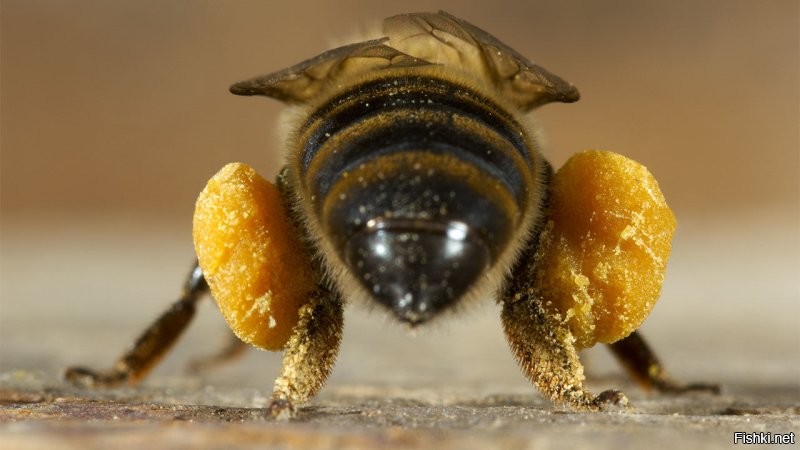 Плакат со шмелем или пчелой??? Для аэродинамики всё равно, а постящий не обязан знать пчелу сзади...
P S шмели летают, используя вихреобразование и крутой угол крыла, шмель не ракета, НАСА это всё равно...