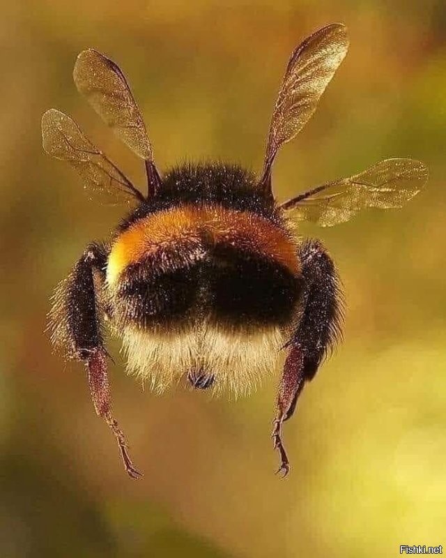 Плакат со шмелем или пчелой??? Для аэродинамики всё равно, а постящий не обязан знать пчелу сзади...
P S шмели летают, используя вихреобразование и крутой угол крыла, шмель не ракета, НАСА это всё равно...