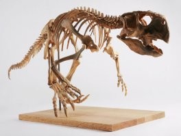 Вот Psittacosaurus sinensis