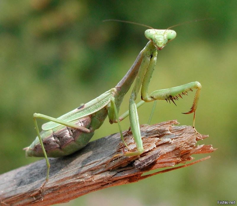 Здравствуйте, вкусные мальчики.