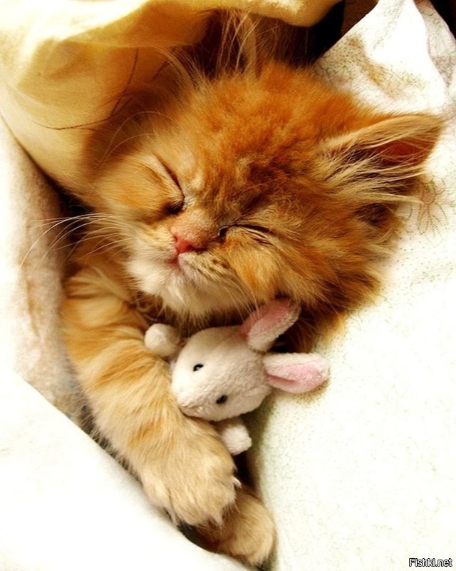 Солянка от 07.11.2022