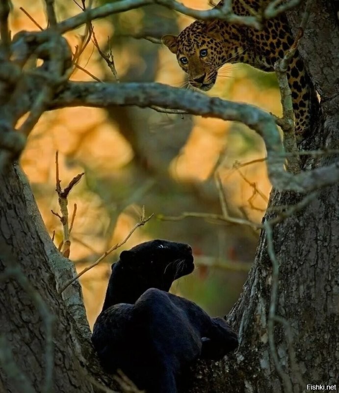 Солянка от 07.11.2022