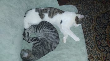 Мои два шпрота))))