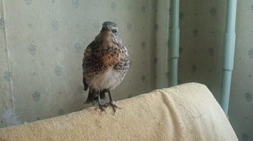 "Эта птица сегодня приземлилась на мою рубашку и уснула" ... это дрозд ... у меня такой дома живет .... ))
