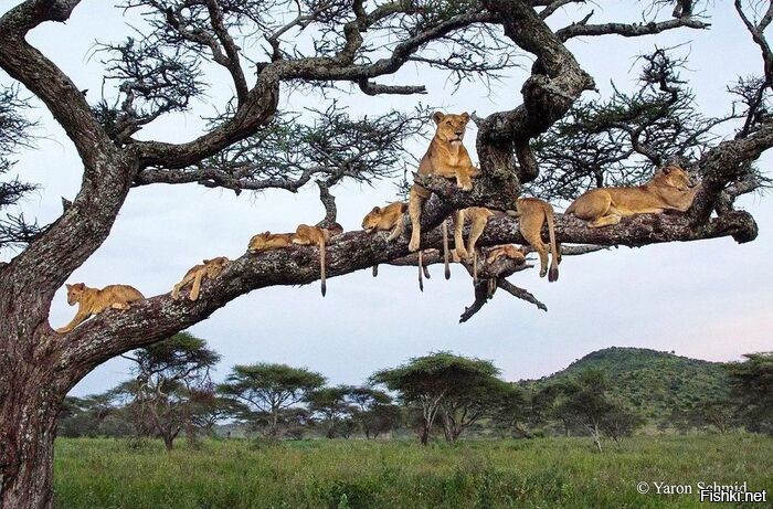 Солянка от 07.11.2022