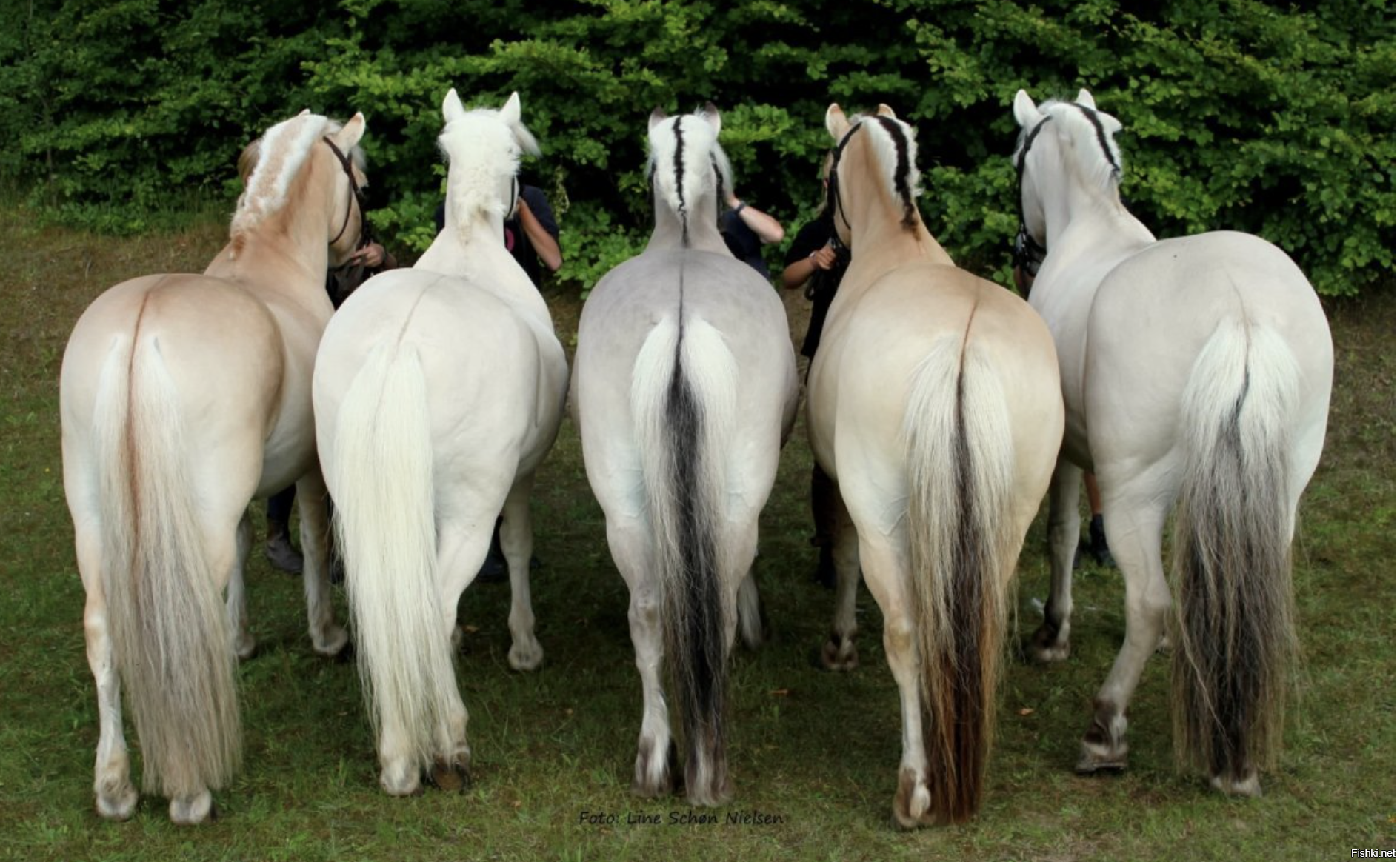 Солянка от 07.11.2022