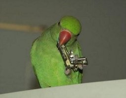 Ещё нормальный попугай попался... Видали мы на Фишках эту Южную Америку. Попка мог ведь и пристрелить этого неудачника