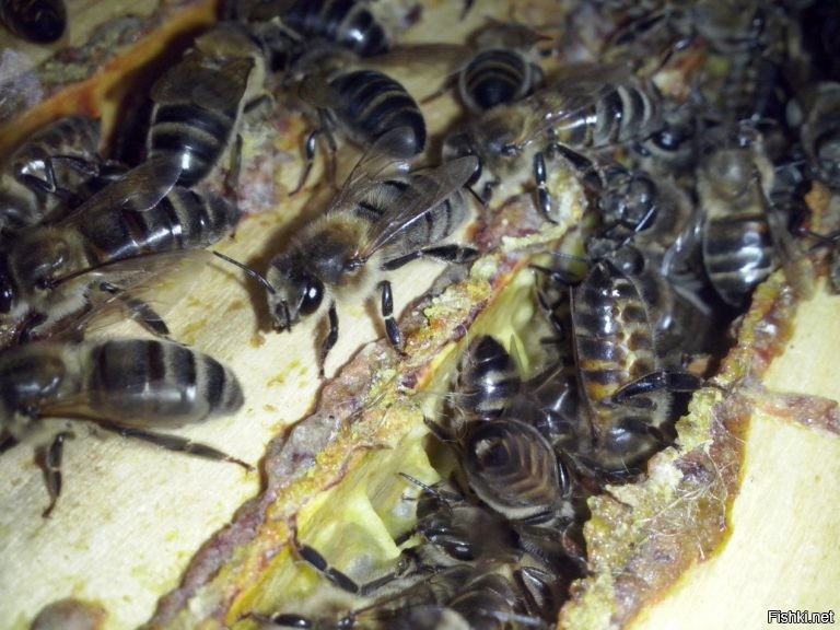 Ну да нет!
Есть мелкие чёрненькие, дички.
Есть такие кругленькие злые как собаки. Земляные ещё есть, когда кошу траву по опушкам часто попадаются у самой земли маленькие семьи с сотами.
С домашними их никак не перепутаешь.
Как их по породам различать я не знаю, но дикую от домашней легко отличу....
Может в ваших краях такие не водятся?