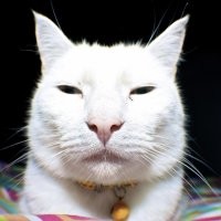 А я заметил, что у японцев бывают даже кошки извините, узкоглазые. Правда на первом фото китаец, а втором, кот Снупи, такая порода японских кошек
