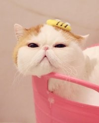 А я заметил, что у японцев бывают даже кошки извините, узкоглазые. Правда на первом фото китаец, а втором, кот Снупи, такая порода японских кошек