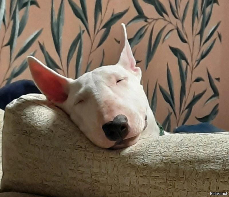 Тихо,сейчас припев будет