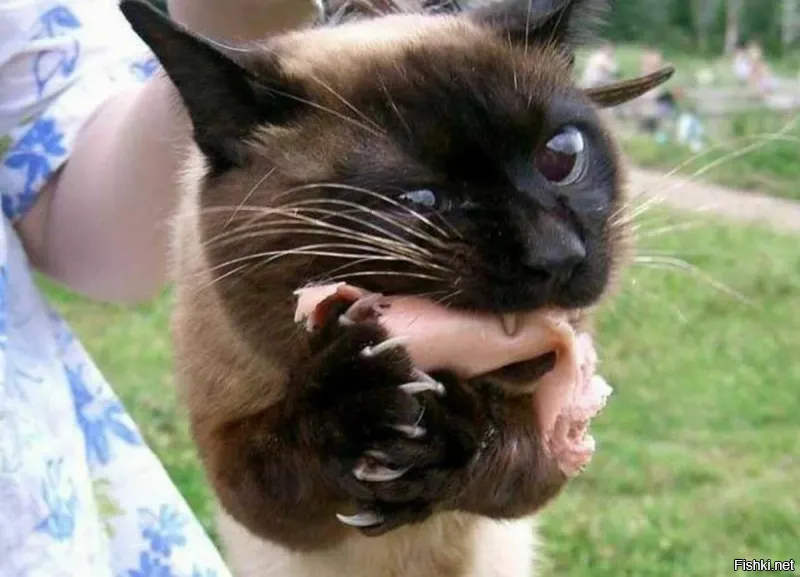 Солянка от 08.11.2022