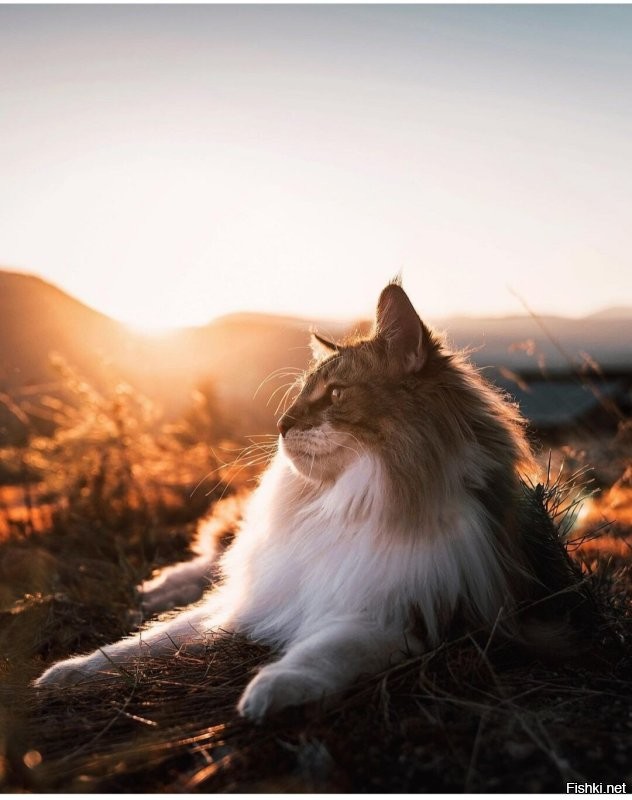 Солянка от 08.11.2022