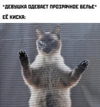 Не та киска. Сфинкс же