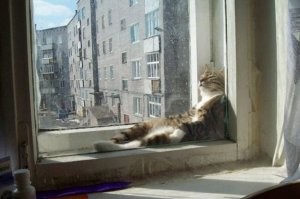 подброшу пару дровишек на всемирный костер обожания котовских, они хороши, они космос...