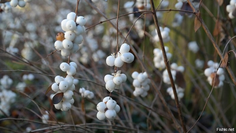 Осторожно – «волчья ягода»!