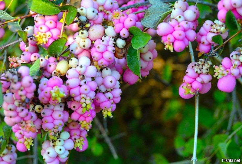 Осторожно – «волчья ягода»!