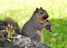 Да много есть милых животных. Взять хотя бы такую милую белочку