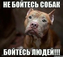 Женщина кинула слепого пса в чужой сад, и оставила грустную записку