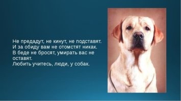 Женщина кинула слепого пса в чужой сад, и оставила грустную записку