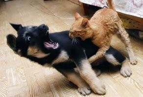 Йожика картинки. Выпуск 236