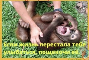 Йожика картинки. Выпуск 236
