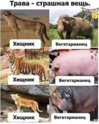 Ну, если стать занудой, то свинья от мяса-то не откажется.