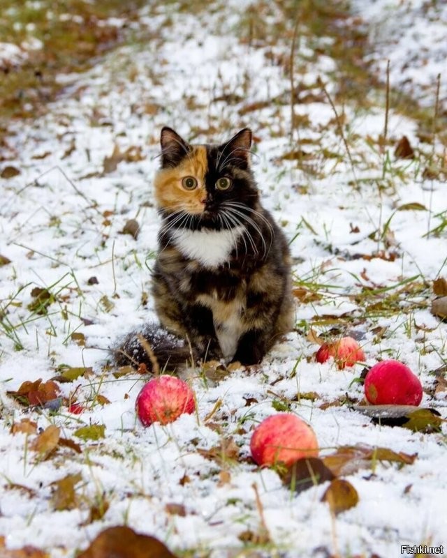 Солянка от 09.11.2022