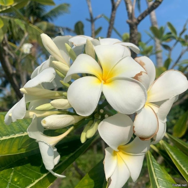 Солянка от 08.11.2022