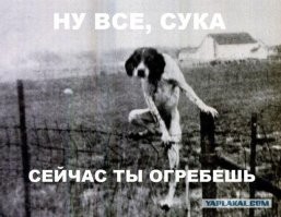 Йожика картинки. Выпуск 236