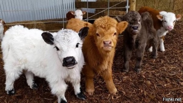 "Плюшевые коровы" Мэтта Лоутнера из штата Айова. Порода жо сих пор не зарегистрирована официально и не имеет названия. Но телята уже стоят от 7000 и выше.