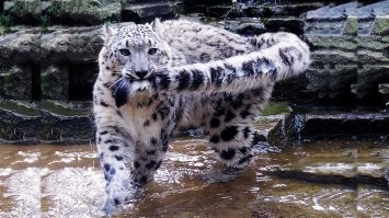 Подрастет - научится)