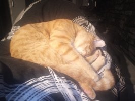 Ну это вы с моим котом еще не встречались). Куснуть из-за угла за ноги? Прикольно! Прыгнуть на человека и воткнуть все когти? Смешно! Утащить у хозяина его шницель, пока он голодному коту еду достает? Должность обязывает!

А спать только на папе и хрен переубедишь, что мне не удобно...